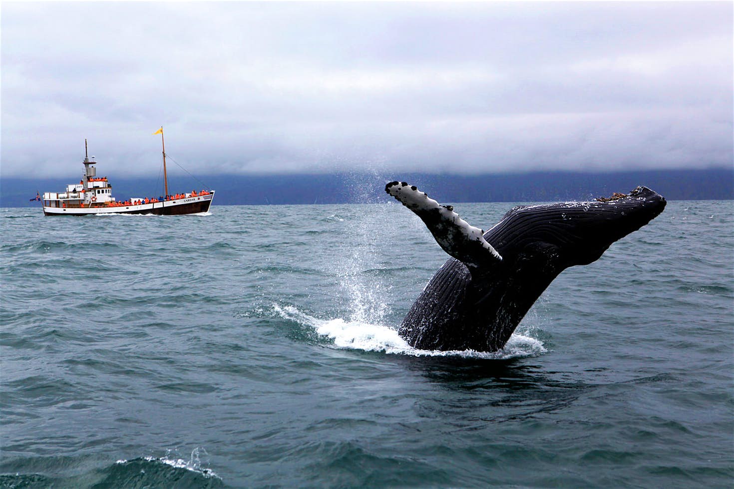 A humpback whale breaches in Skjálfandi Bay. North Iceland. This acrobatic species is one of the most commonly sighted in Iceland @ Egill Bjarnason / Lonely Planet